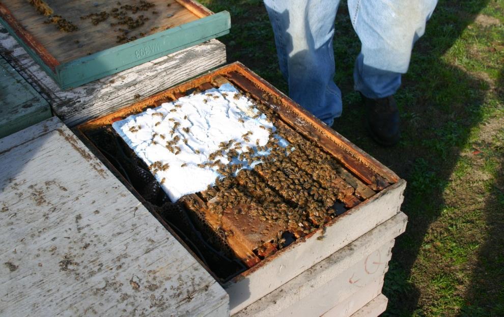 Bee Research Lab - Projects Determine the impacts of physiological stress on worker and queen development and longevity, including that caused by overwintering and unbalanced diets.