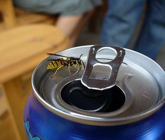 It is the yellow jacket we see buzzing around trash cans and drinking our sodas.