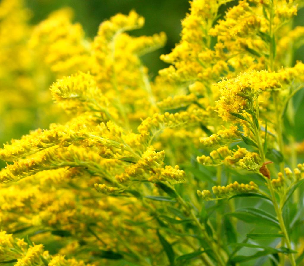 Goldenrod Ragweed It is the air-borne pollens that cause the problems, and the largest producer is ragweed.