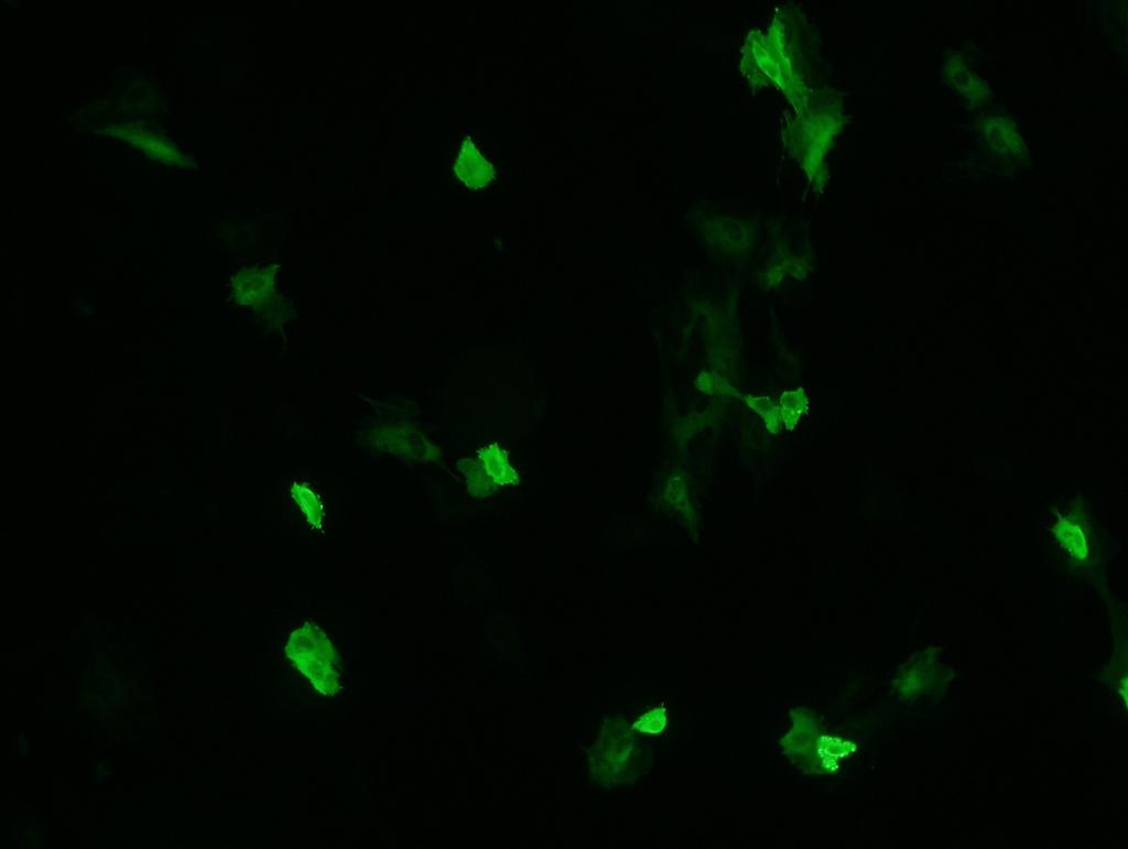 PTK2 cells.