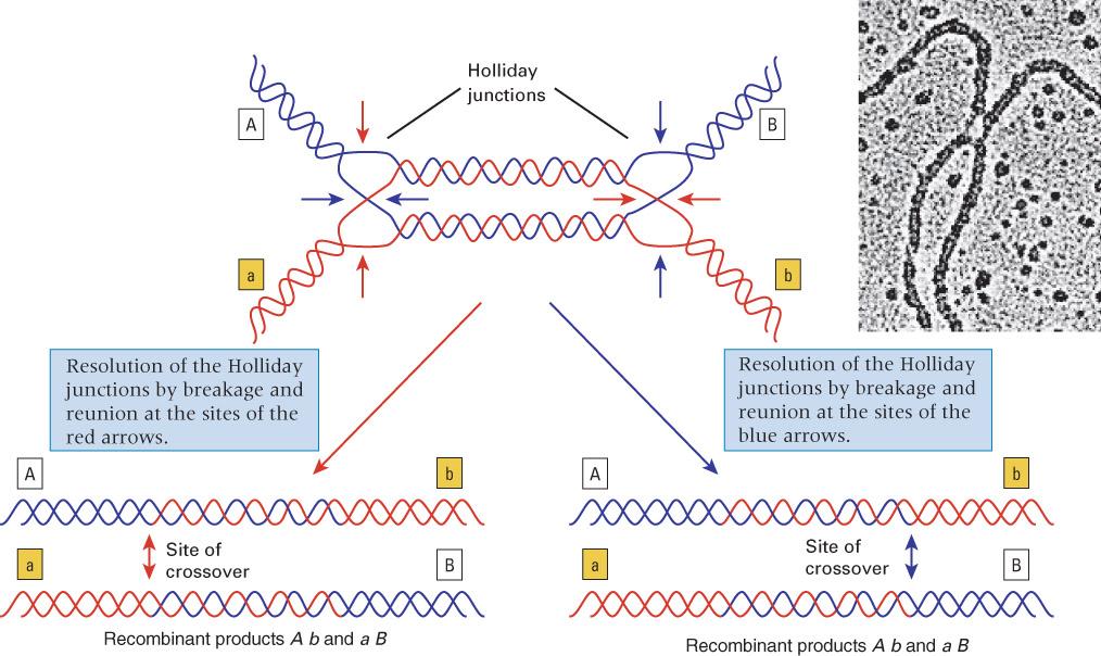 Figure 04.33: EM of a Holliday structure. Illustration modified from B. Alberts. Essential Cell Biology. Garland Science, 1997.