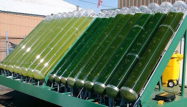 Biofuel: Algae Third-generation biomass (algae) produce biofuels Still in research phase