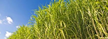 energy production Good biomass energy sources have a high yield of