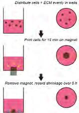 Instructions Fig. 4: Magnetic 3D Bioprinting.
