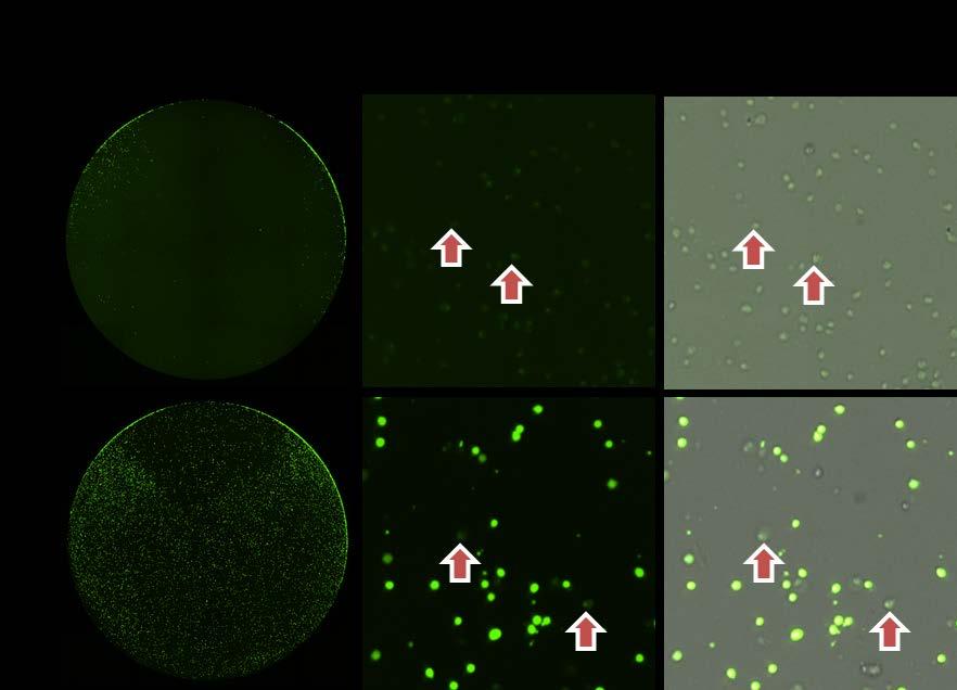 CDC bright field and fluorescent overlay images As time and antibody concentration increased, the number of calcein AM-stained Target cells decreased In the top three images, where high [antibody],