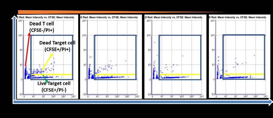 CAR T cell-mediated cytotoxicity gating results The number of dead Target cells increased as the E:T ratio increased, which can be visually seen in the scatter plots The