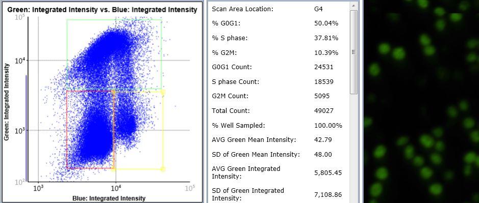 Analyze cell cycle data using Celigo gating interface ~ 20 minutes Cell cycle assay using A375 cells with Staurosporine-treated positive control Control Scatter Plot Identified EdU