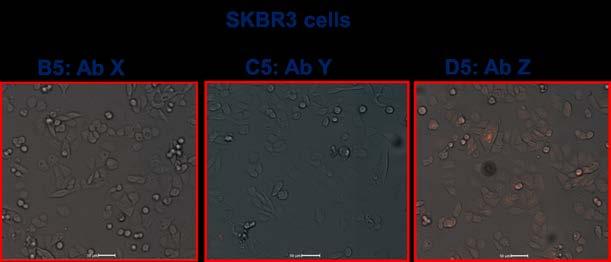 SKBR-3 and MDA-MB-468 cells were seeded at 10,000 cells/well and left