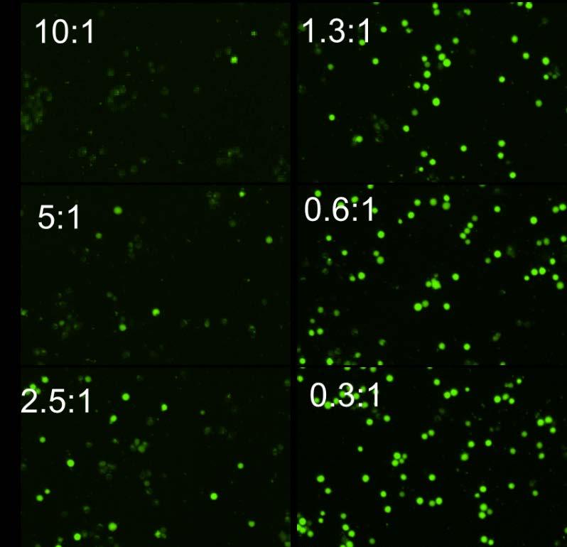 Assay Name: NK cell-mediated cytotoxicity using calcein AM Assay ID: Celigo_01_0001 Description: Measure NK cell direct killing by counting total live tumor cells Stains: calcein AM (green total live