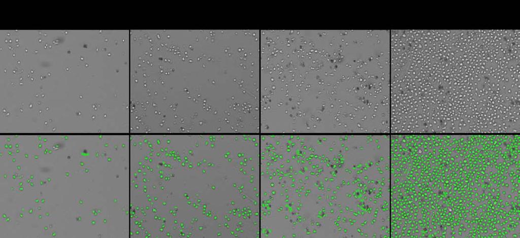 Assay Name: Label-free suspension cell proliferation by direct cell counting Assay ID: Celigo_05_0002 Description: Monitor proliferation of suspension cells with direct cell counting measurements