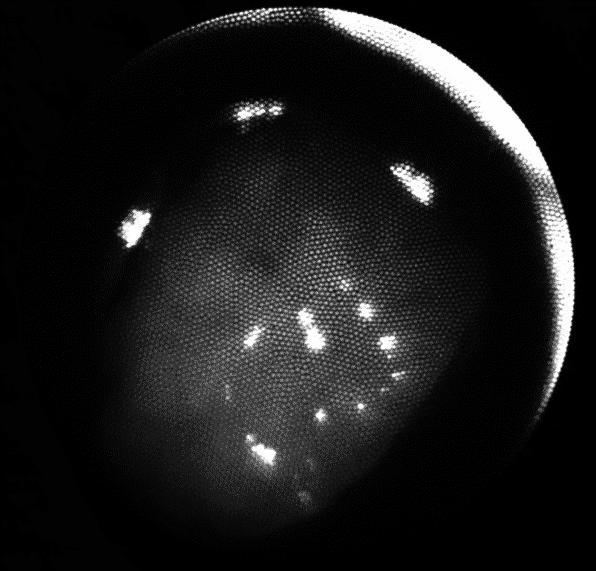 pancreas Figure 7a: Reflectance image of ex vivo