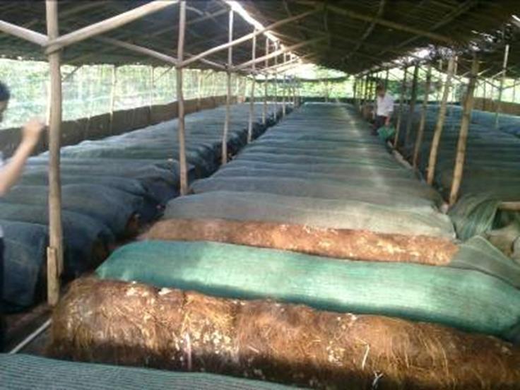 mushroom production in Thot