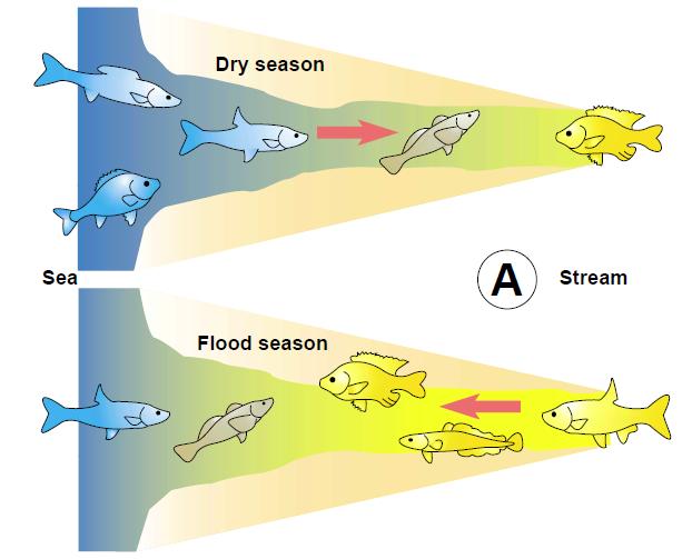 Changes in salinity, turbidity and estuary depth trigger changes in species