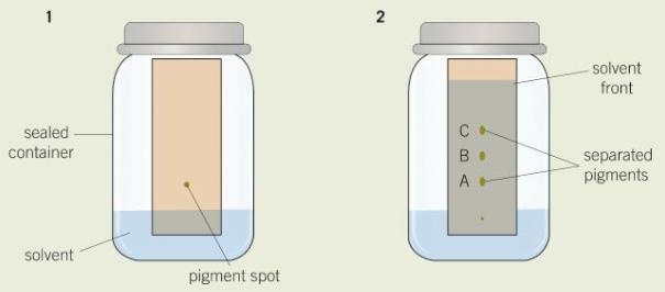 Required Practical Techniques Can you give a brief overview of how you would do the following: g) separate biological compounds using thin layer/paper chromatography or electrophoresis h) safely and