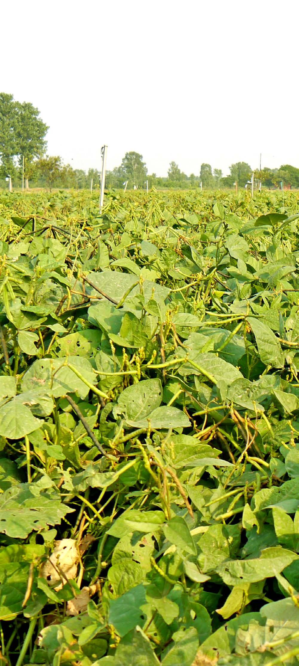 1 MUNGBEAN (Vigna radiata (L.) R. Wilczek var. radiata) is one of the most important food legume crops in South, East and Southeast Asia, where 90% of global production currently takes place.