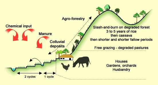 Agricultural systems: 1) in the context of subsistence farming Pressure on the slopes Forest clearing Land allocation + Ban on Slash and Burn Riz Paddy irrigué Rice <