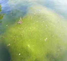algae or duckweed, two common, and harmless, aquatic plants.