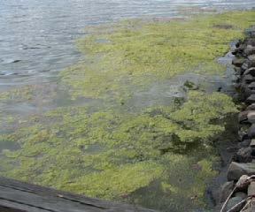 Refer to the Field Guide to Scums for more info on common types of algae and cyanobacteria.