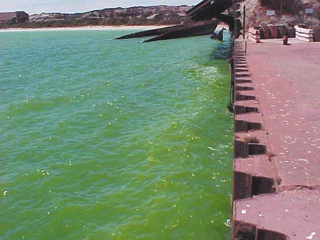 Harmful Algal Blooms on the South African Coast Harmful Algal Blooms, often referred to as red tide, are periodically reported on the South African Coast, with warnings to the public about the