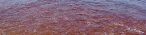 Red tides close desal plants Water Desalination Report Vol.