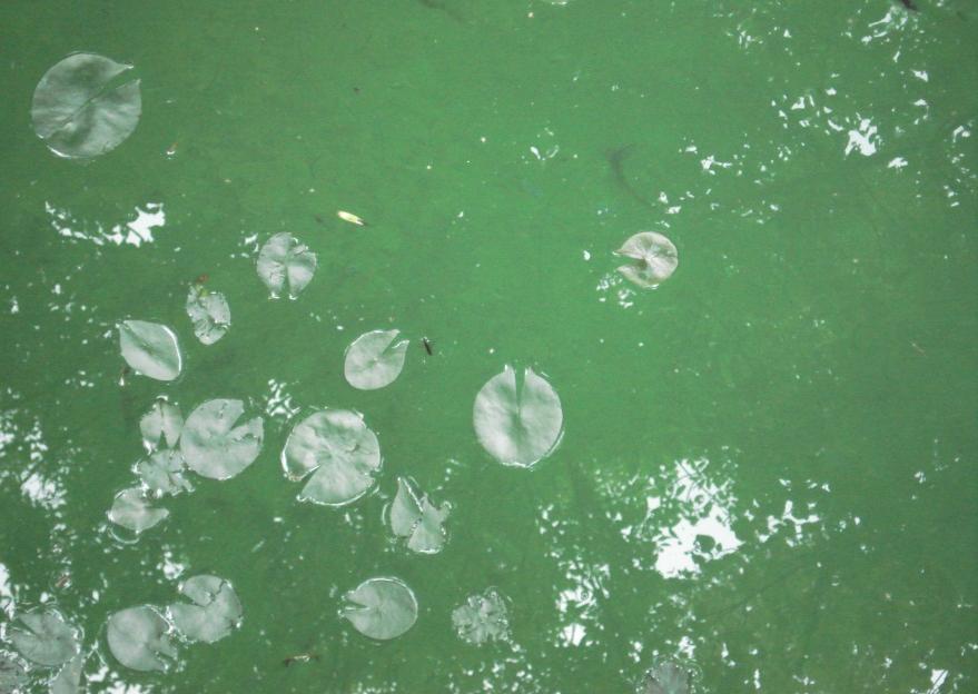 What should you do if you suspect a blue-green algal bloom?