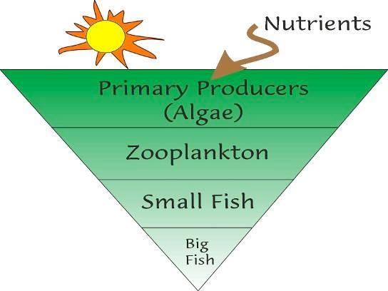 Algae is an important part of the ecosystem Algae are the base of the food chain