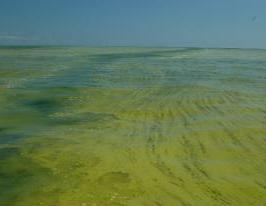 Algal blooms What is a bloom excessive growth of one or