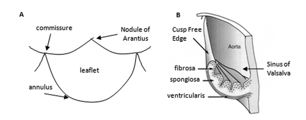 General Introduction Figure 1.1 Schematic overview of the anatomy of a semilunar valve leaflet. (A) Front-view of one leaflet indicating commissures, nodule of Arantius, and the annulus.