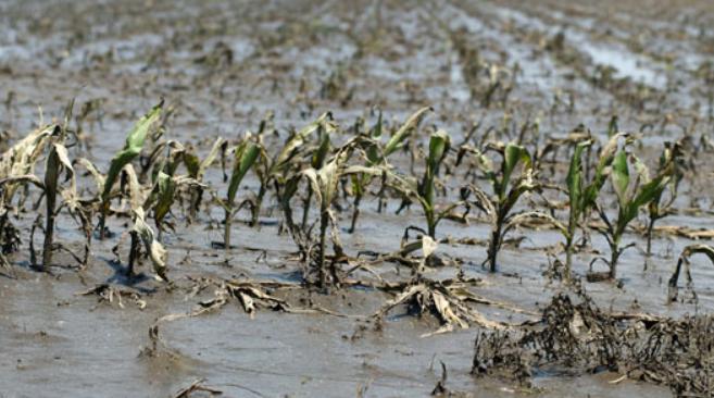 Flood impacts on crops depend on crop calendar,