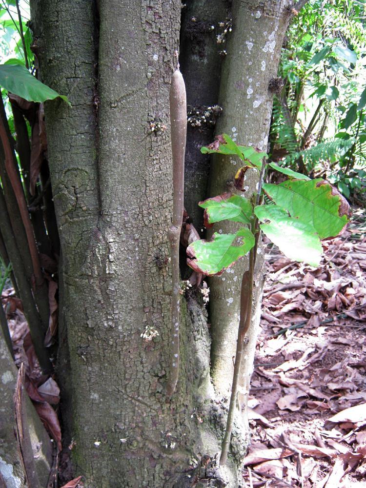 Cocoa swollen shoot disease Problem inseparably linked to old tree (and possibly old farmer!