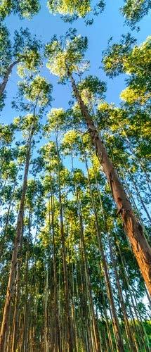 The biggest yield in the Forest Sector 40 35 30 Eucalyptus Pine 25 20 15 10 5 0 Brazil China South America*