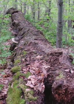 are dependent on old-growth characteristics that are currently lacking or less abundant in our second-growth forests.
