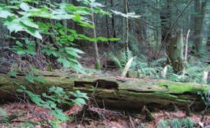 Disturbance events such as windstorms, ice and snowstorms, and insect outbreaks strongly influence forest structure by creating old-growth characteristics such as gaps in the forest, standing dead
