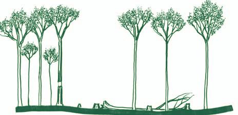This gradient ranges from doing a single practice, such as retaining a few legacy trees or felling low-quality canopy trees, to employing combinations of practices (see Figure B below).
