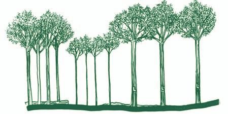 practices. (A) Trees are cut and removed to create a 1 /4-acre gap. (B) Full crowned canopy trees are thinned around to increase their size. (C) Poor quality tree girdled to create standing dead tree.