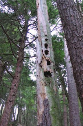 These where on your land to areas might include large amounts develop old-growth of downed logs due to a windstorm structure, it is most or a group of large trees containing woodpecker cavities (see