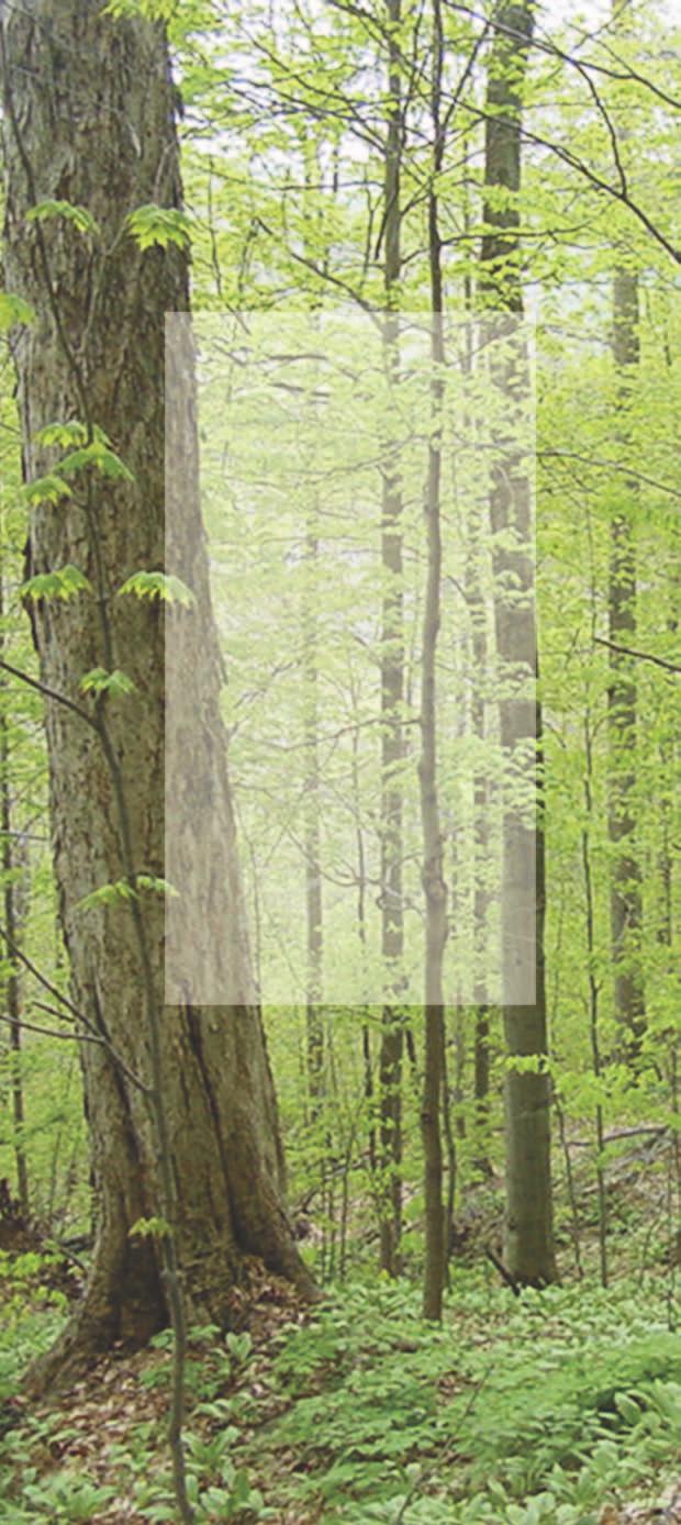 Conclusions DEVELOPING OLD-GROWTH STRUCTURE TAKES A COMMITMENT TO FOREST CONTINUITY LEAVING YOUR LAND FORESTED AND LEAVING TREES IN THE FOREST.