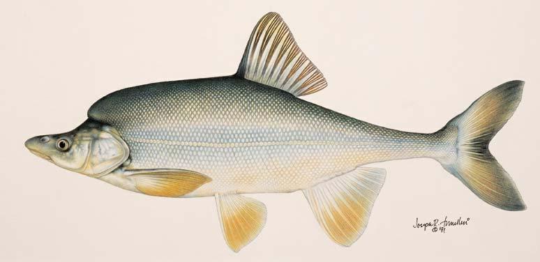 Humpback Chub Restricted to canyon reaches Deep