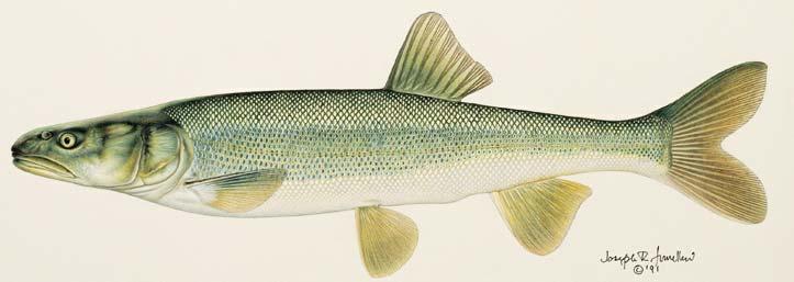 Colorado Pikeminnow Widely distributed Low-gradient,