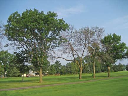 mid-april; in southern Michigan, you should apply the product by early to mid-may. When treating larger trees (e.g., with trunks larger than 12 inches in diameter), treat on the earlier side of the recommended timing.