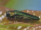 EAB adults must feed on foliage before they become reproductively mature. effective pheromone traps for EAB.
