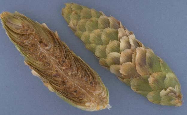 Cone and Seed Insect Pest Leaflet No. 5 Spruce Cone Maggot (Strobilomyia neanthracina) may turn brown prematurely. Damaged cones are usually smaller than healthy ones.