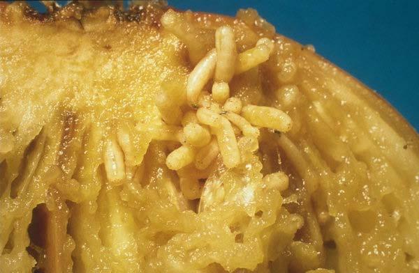 Control of Onion Maggot and Seed Corn Maggot Joe Nunez-UC Cooperative Extension Kern