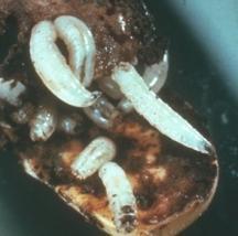 Seedcorn Maggot Delia platura