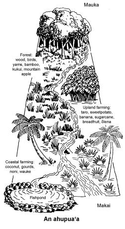 Drawing from the College of Tropical Agriculture & Human