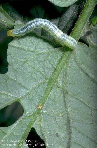 Cabbage Loopers Multiple generations Egg laid singly on leaf Damage characterized