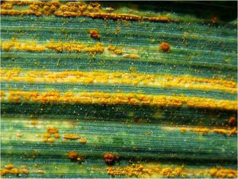 FL0567 Oat New crown rust resistant, early