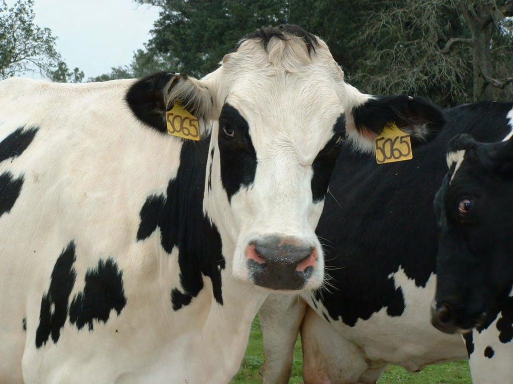 Dairy On-Farm Field Days Milking R Dairy-Okeechobee County