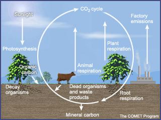 C cycling Carbon Cycle is a complex series of processes