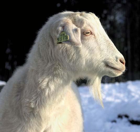 Cashmere goat: New production